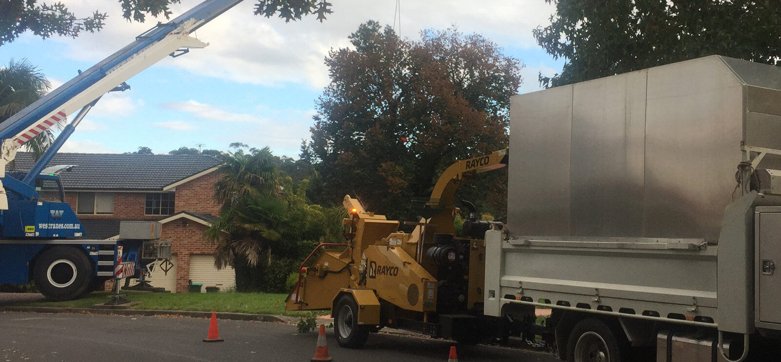 Tree Lopping