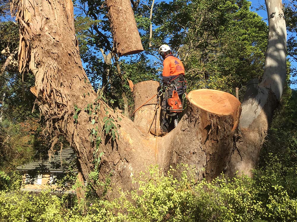Tree Removal Service