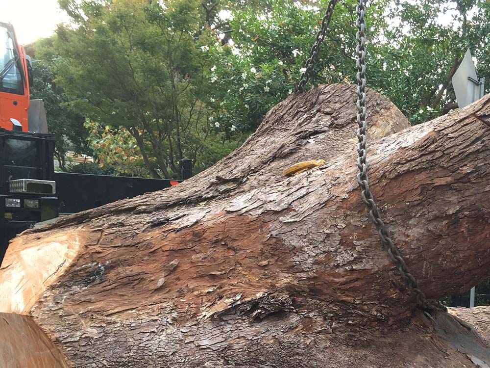 Tree Removal Service