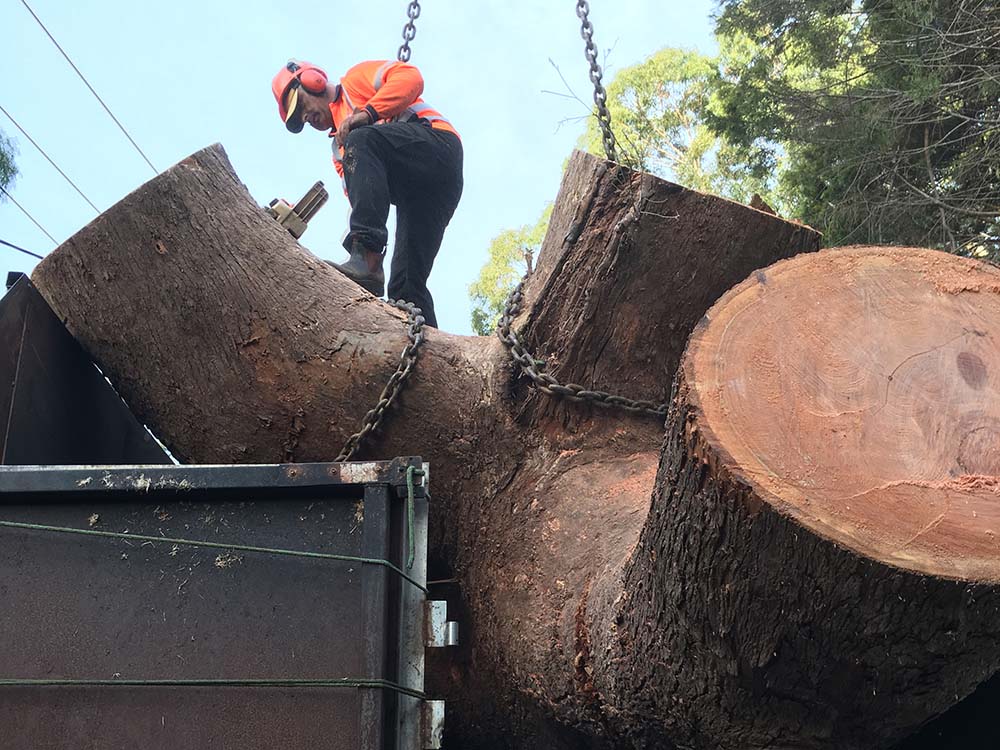 Tree Removal Service