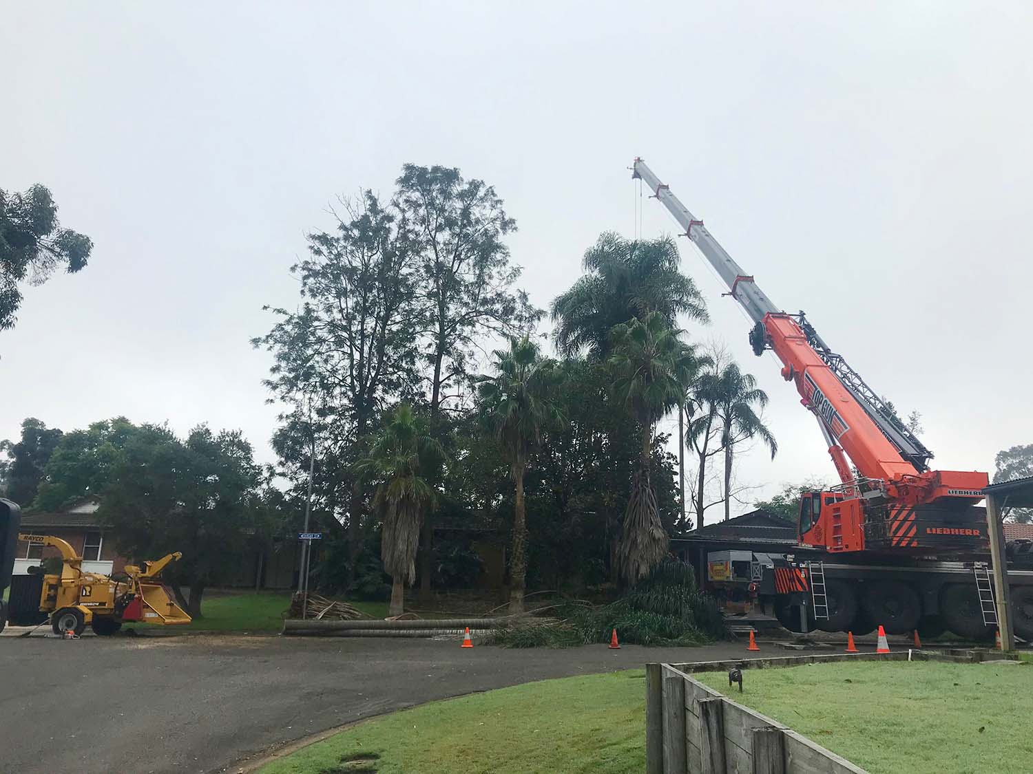 Tree Removal Service