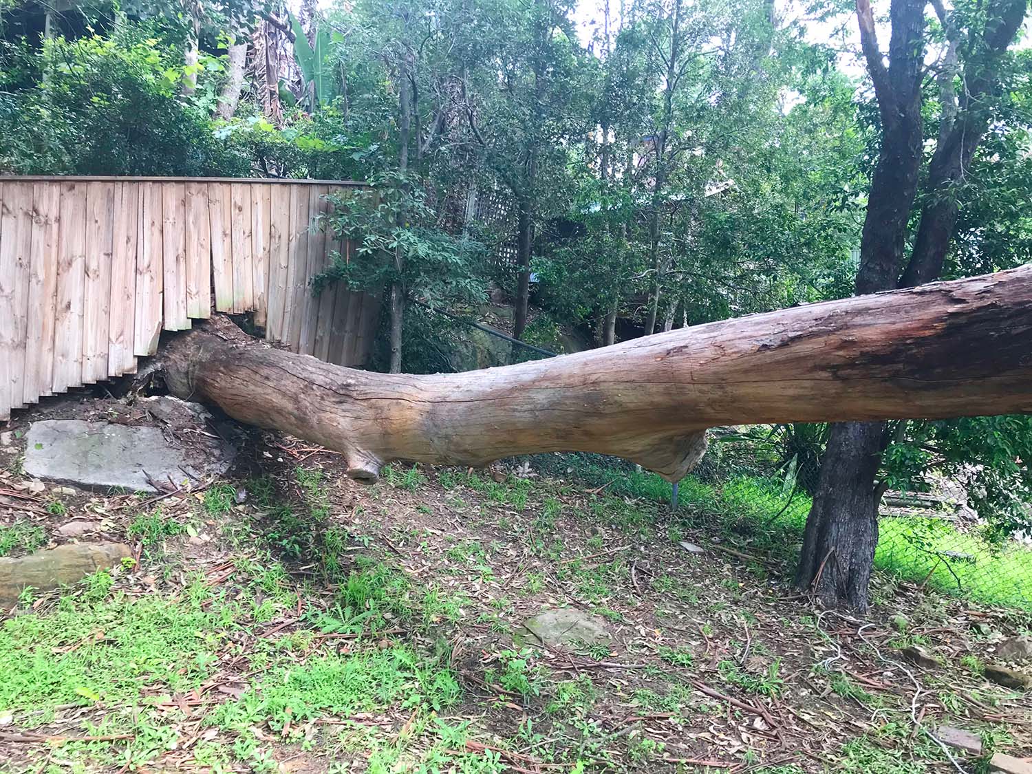 5. AI Tree Removal