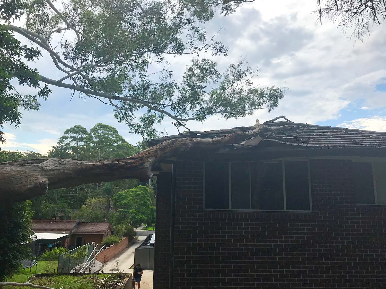 Tree Removal Service