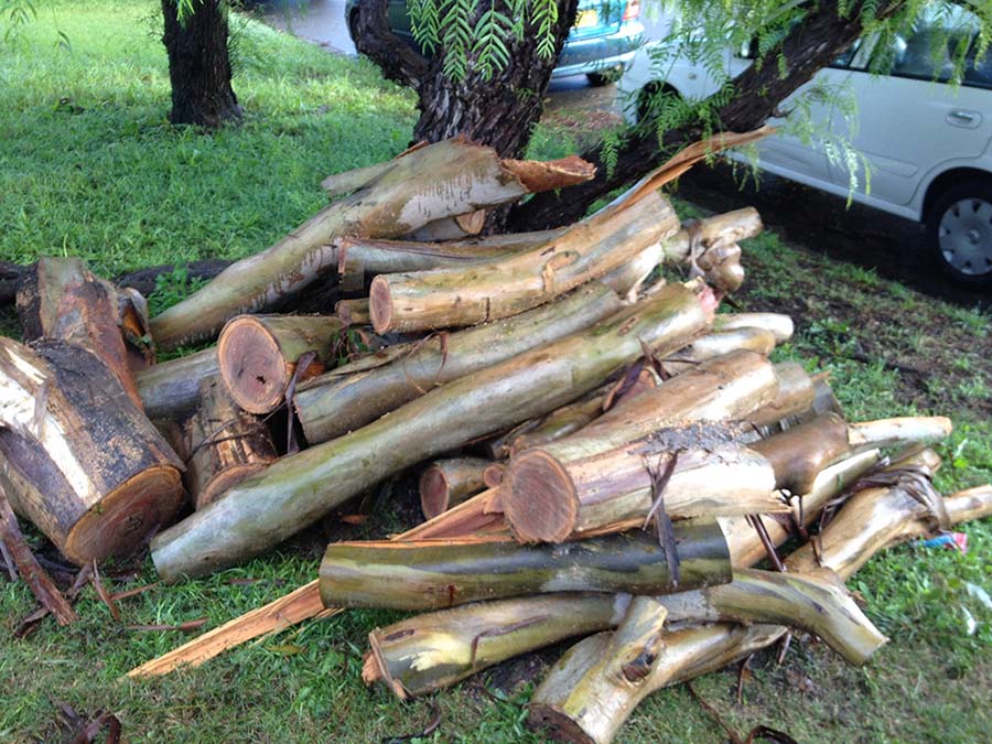 Tree Removal Service
