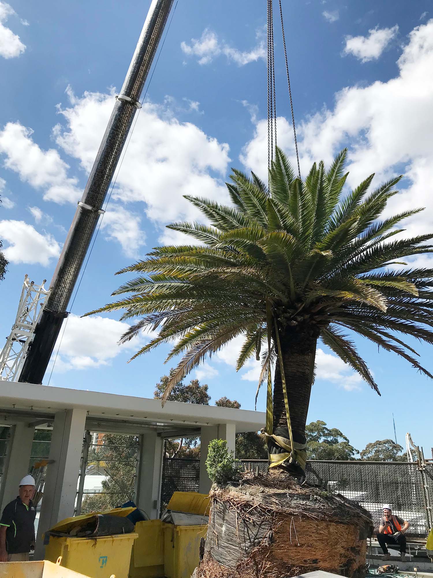 Tree Removal Service